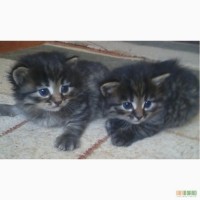 Продам сибирских котят