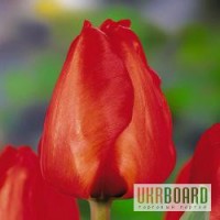 Продам тюльпаны к 8 марта ОПТОМ