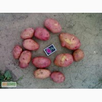 Продам картоплю, посадкова картопля, Тирас, Київ
