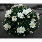 Продажа черенков хризантемы мультифлоры на весну 2018 год