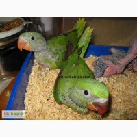 Птахи) африканські сірі папуги з яйцями для продажу