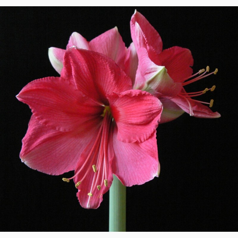 Фото 2. Луковицы гиппеаструма сорта Pink, Star of Holland