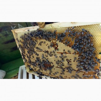 Продам бджолопакети.Пчелопакеты Карпатка