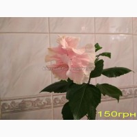 Продам гибискус комнатный Koenig(китайская роза)