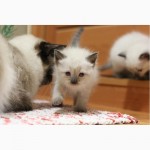 Балинезийские котята (балинез). Кошенята балінеза шукають собі родину