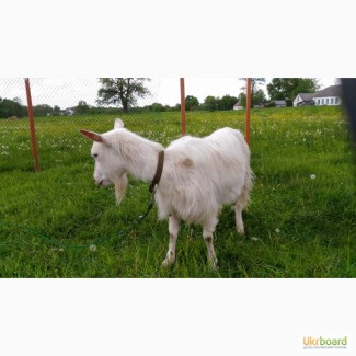Продам недорого (1600 грн) зааненську козу