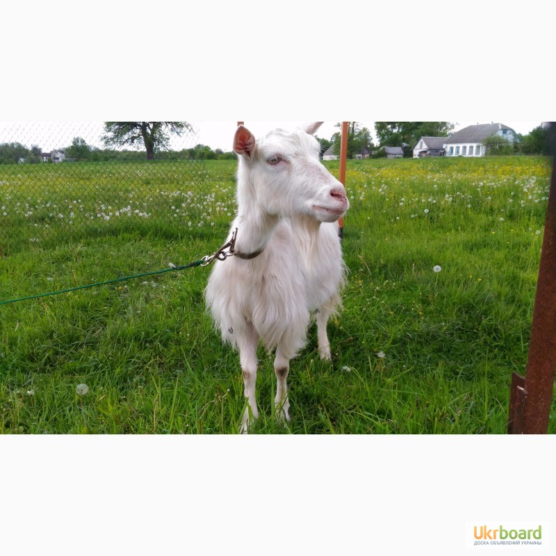 Фото 2. Продам недорого (1600 грн) зааненську козу