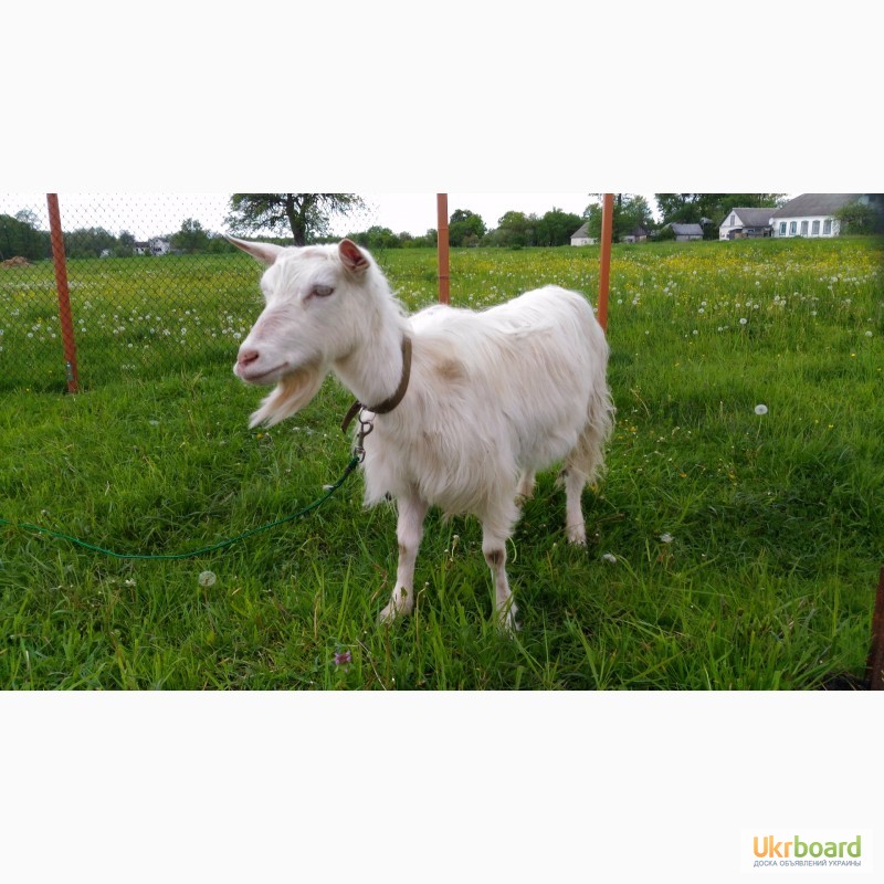 Фото 3. Продам недорого (1600 грн) зааненську козу