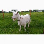 Продам недорого (1600 грн) зааненську козу