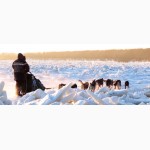 Дикая Одиссея. 6000 км по Сибири, Китаю и Монголии с моими собаками. Автор: Николя Ванье