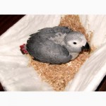 Птенцы краснохвостого жако (ручные и окольцованные собственного разведения)