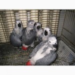 Птенцы краснохвостого жако (ручные и окольцованные собственного разведения)