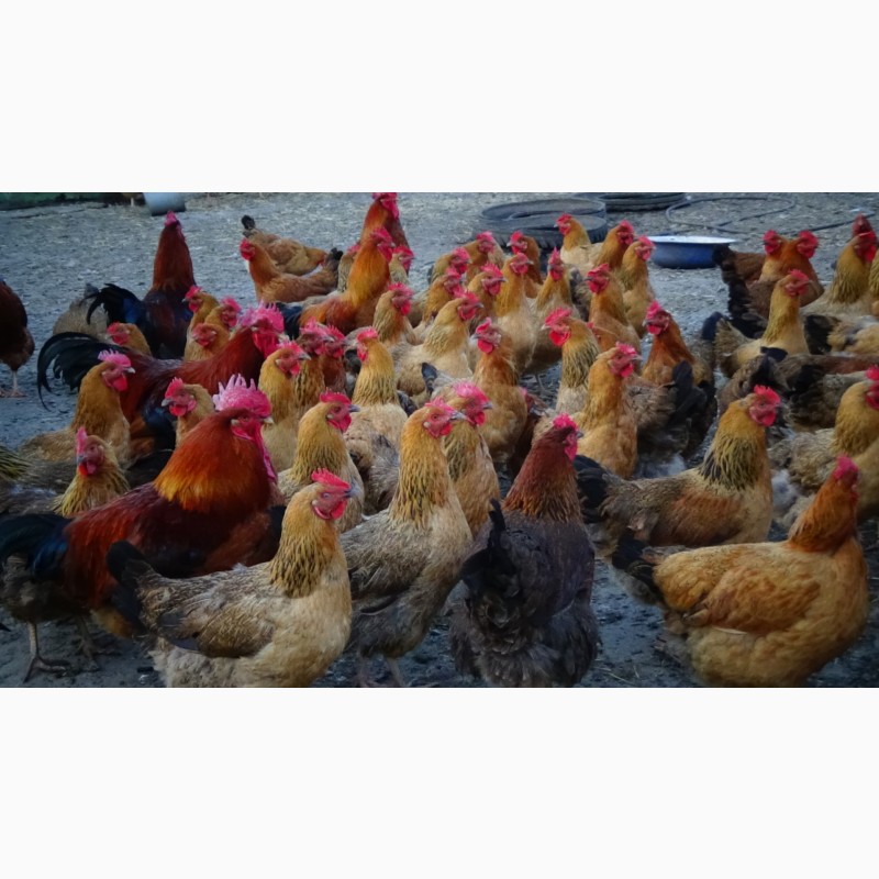Фото 2. Цыплята Яйца инкубационные породы Кучинская Юбилейная