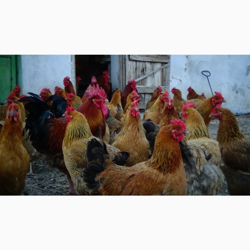 Фото 5. Цыплята Яйца инкубационные породы Кучинская Юбилейная