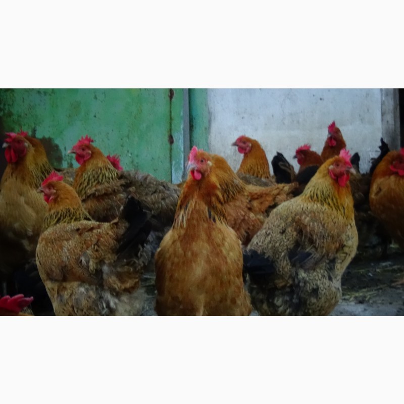 Фото 7. Цыплята Яйца инкубационные породы Кучинская Юбилейная