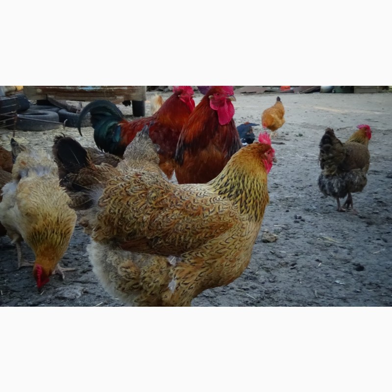 Фото 8. Цыплята Яйца инкубационные породы Кучинская Юбилейная