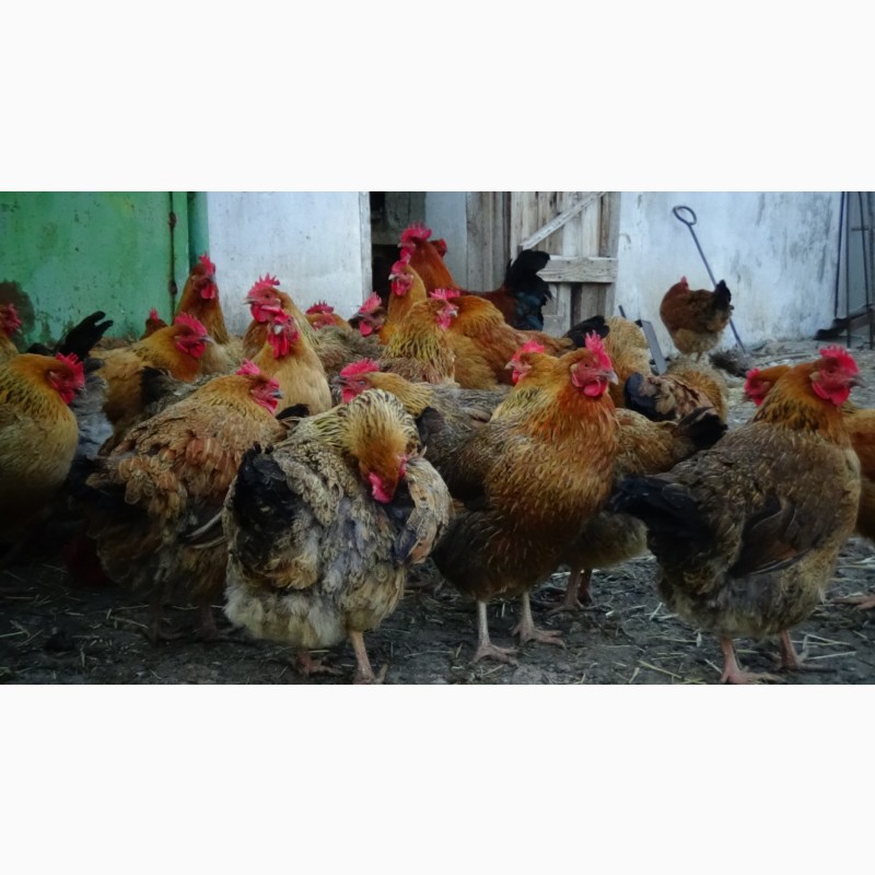 Фото 10. Цыплята Яйца инкубационные породы Кучинская Юбилейная