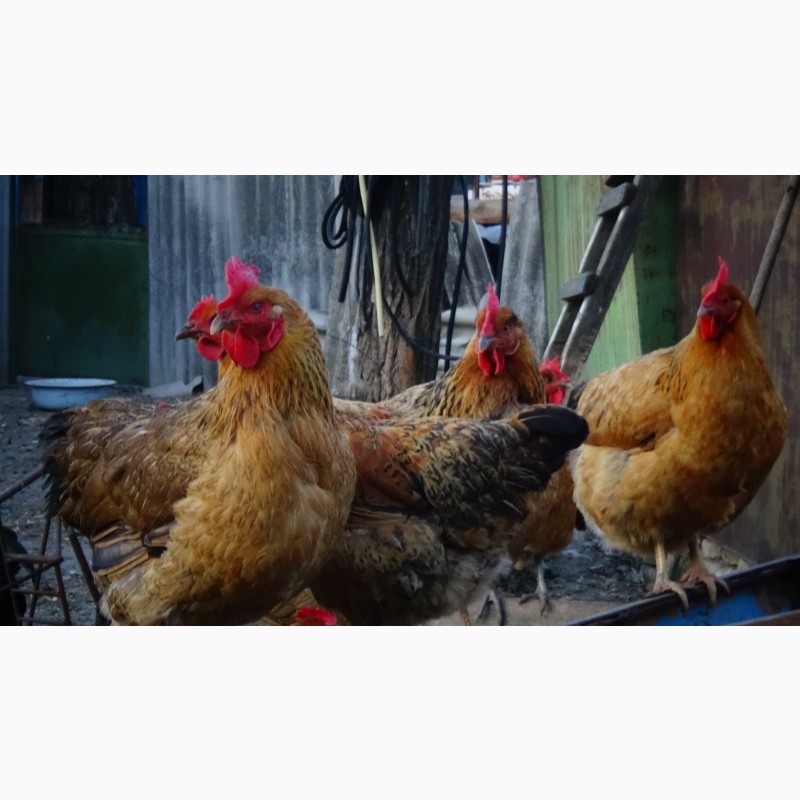 Фото 11. Цыплята Яйца инкубационные породы Кучинская Юбилейная