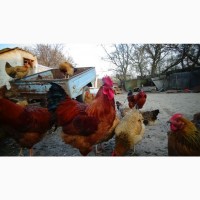 Цыплята Яйца инкубационные породы Кучинская Юбилейная