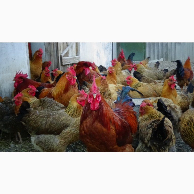 Фото 13. Цыплята Яйца инкубационные породы Кучинская Юбилейная