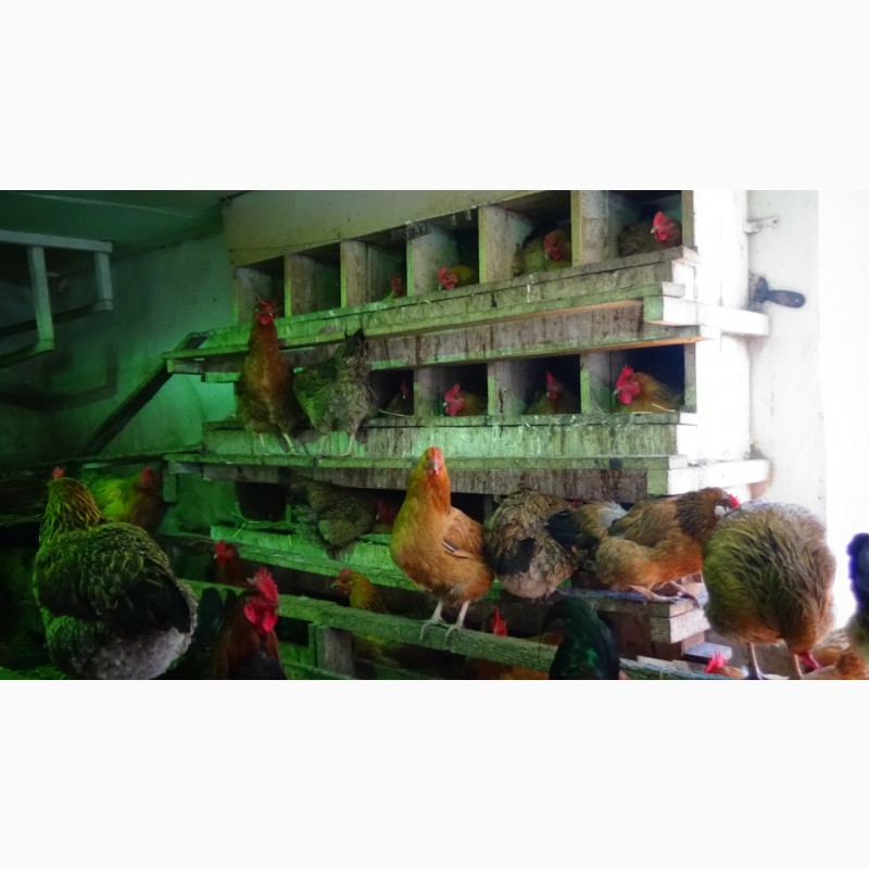 Фото 15. Цыплята Яйца инкубационные породы Кучинская Юбилейная