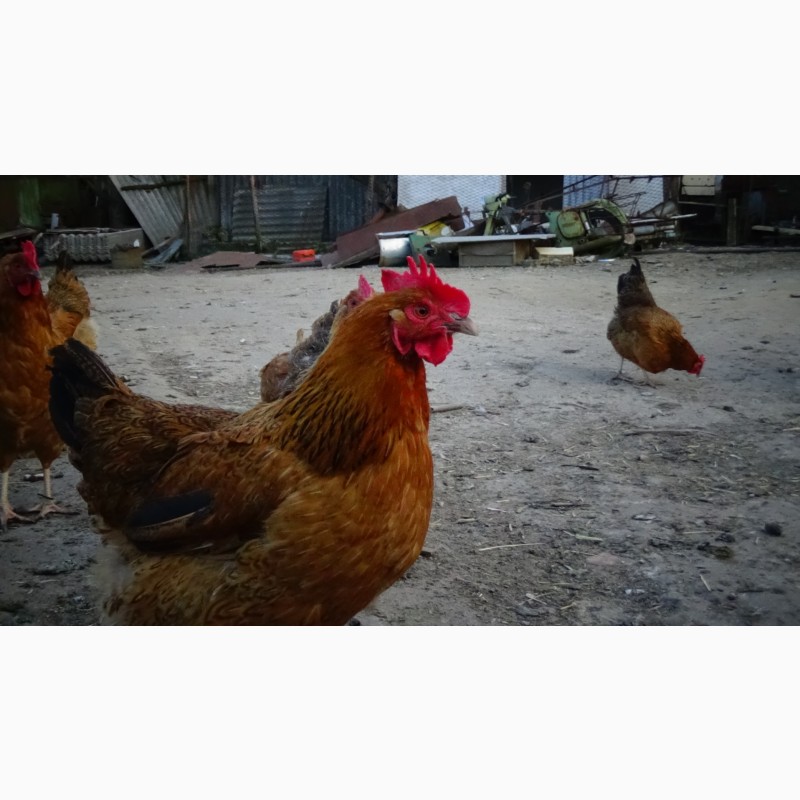Фото 16. Цыплята Яйца инкубационные породы Кучинская Юбилейная