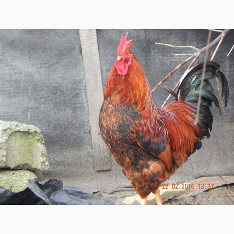 Фото 18. Цыплята Яйца инкубационные породы Кучинская Юбилейная