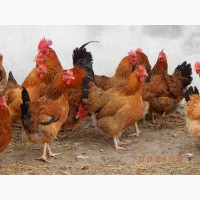 Цыплята Яйца инкубационные породы Кучинская Юбилейная
