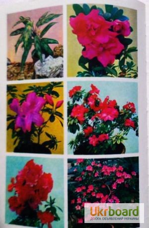 Фото 6. Цветы. Комнатные растения и декоративные кустарники. Книга-альбом. Лот 2