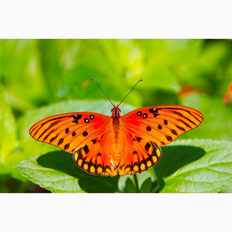 Фото 2. Яркие Живые Бабочки изФилиппин