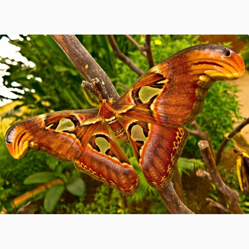 Фото 3. Яркие Живые Бабочки изФилиппин