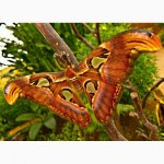 Яркие Живые Бабочки изФилиппин