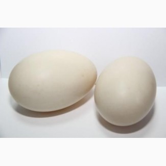 Продаються інкубаційні яйця качки Мулард - утиные инкубационные яйца