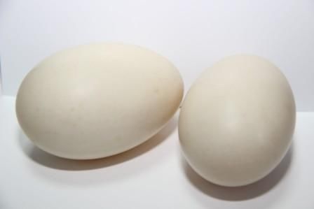 Продаються інкубаційні яйця качки Мулард - утиные инкубационные яйца