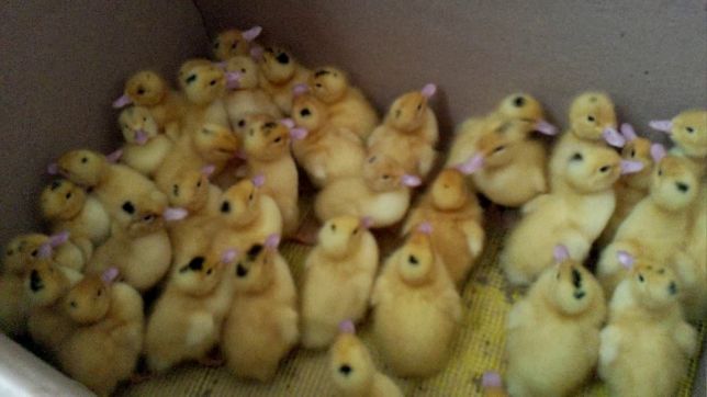 Фото 2. Продаються інкубаційні яйця качки Мулард - утиные инкубационные яйца