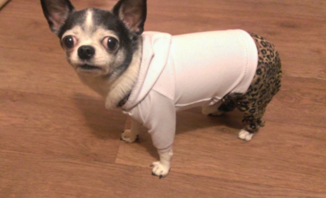 Фото 3. Одежда для собак. Легкие комбинезончики
