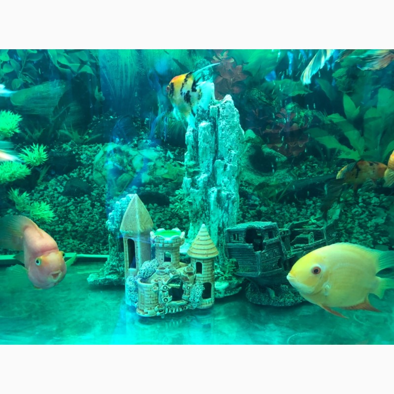 Фото 5. Продаю аквариум с рыбками и с оборудованием