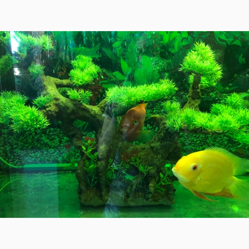 Фото 6. Продаю аквариум с рыбками и с оборудованием