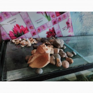 Камешки и ракушки в аквариум