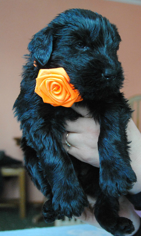 Фото 3. Русский черный терьер- Высокопородные щенки
