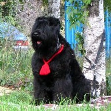 Фото 4. Русский черный терьер- Высокопородные щенки