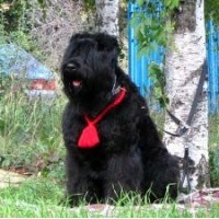 Русский черный терьер- Высокопородные щенки