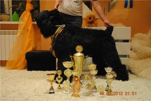Фото 7. Русский черный терьер- Высокопородные щенки