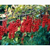 Продам Лимоник Китайский (Лиана) и много других растений (опт от 1000 грн)