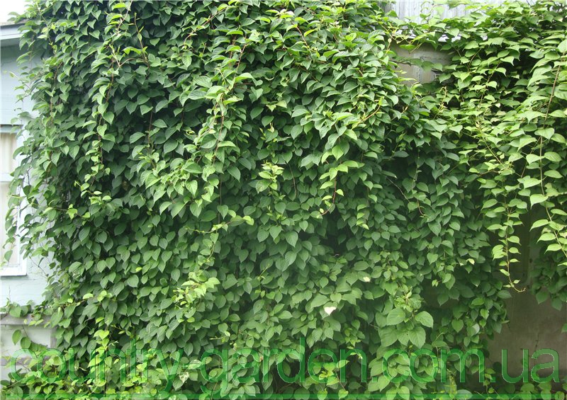 Фото 2. Продам Лимоник Китайский (Лиана) и много других растений (опт от 1000 грн)
