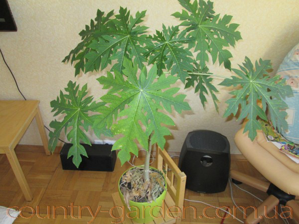 Фото 4. Продам Папайя (комнатное растение) и много других растений (опт от 1000 грн)