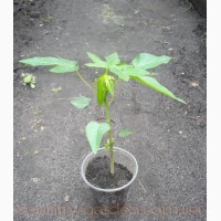 Продам Папайя (комнатное растение) и много других растений (опт от 1000 грн)