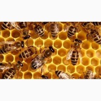 Срочно! бджолопакети пчелопакеты Карпатка продам выгодно