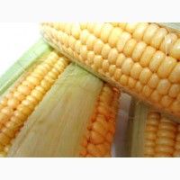 РАМ 8663 ФАО 340 семена кукурузы