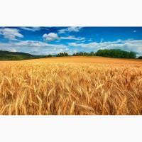 Закупаем пшеницу фуражную, продоволку